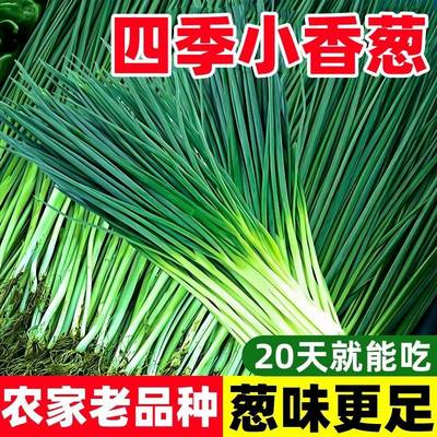 四季小香葱种子老品种葱种籽分葱大葱小葱籽阳台盆栽蔬菜种孑秧苗