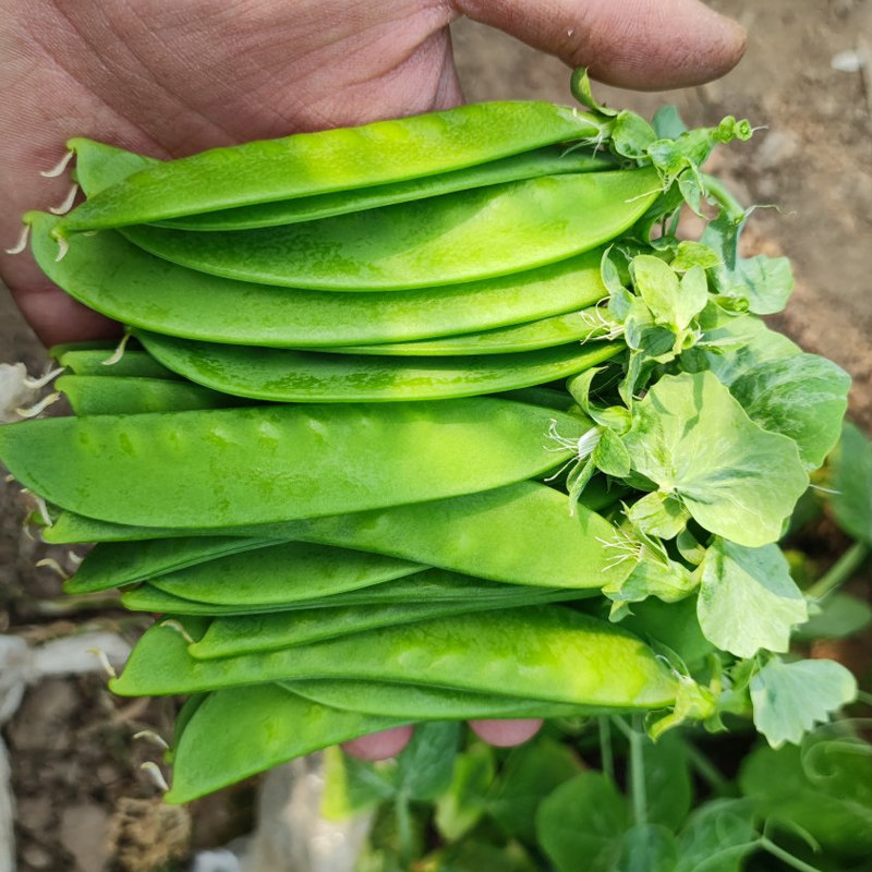 荷兰豆种子四季豆种籽荷兰豆种籽荷兰豆种籽豌豆蔬菜种籽农家自种