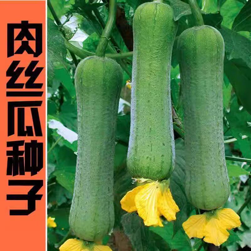 高产肉丝瓜种春夏秋季特长丝瓜籽农家庭院爬藤种植种子蔬菜菜种子