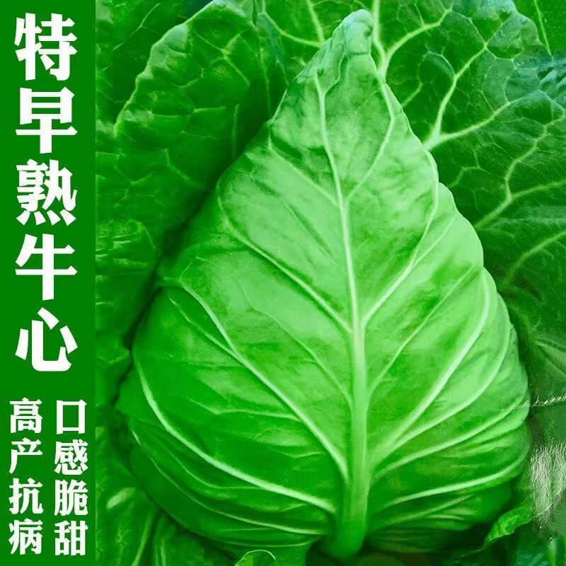 牛心甘蓝种子春秋季卷心菜包菜种籽大田青菜种孑庭院四季蔬菜种子