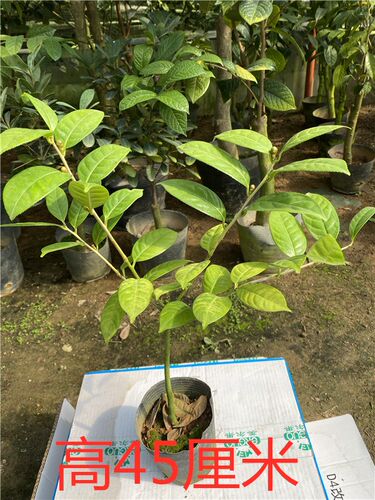 防城金花茶原生嫁接树苗盆栽名贵黄色茶花苗四季花卉绿植
