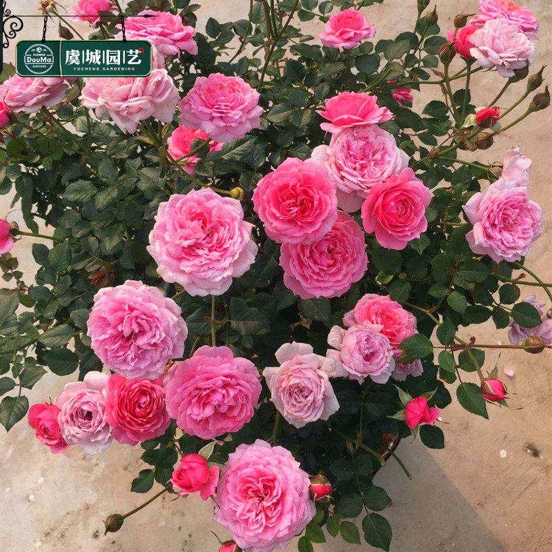1加仑虞城园艺 微型月季铃之妖精粉色多头勤花四季开花耐热