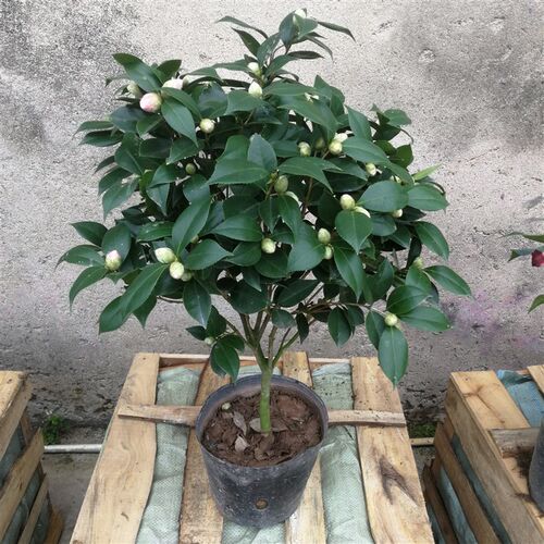 永福花乡园艺 七仙女山茶花 七仙种五宝 茶花树苗  名贵花卉