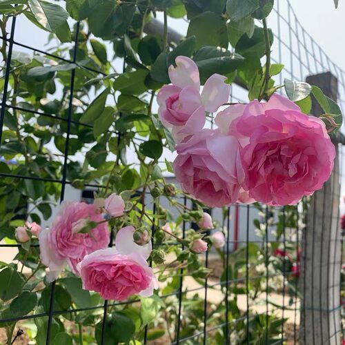 欧洲爬藤月季花苗亚斯米娜大花四季开花不断多头花园庭院盆栽花卉