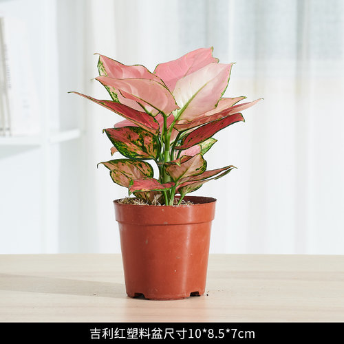 爱优尚如意皇后盆栽水培植物吉利红花卉室内客厅观叶绿植桌面植物