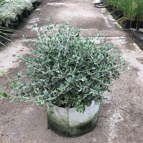 庭院养护花园设计上门种植打理草坪打扫庭院 室外庭院各种盆栽