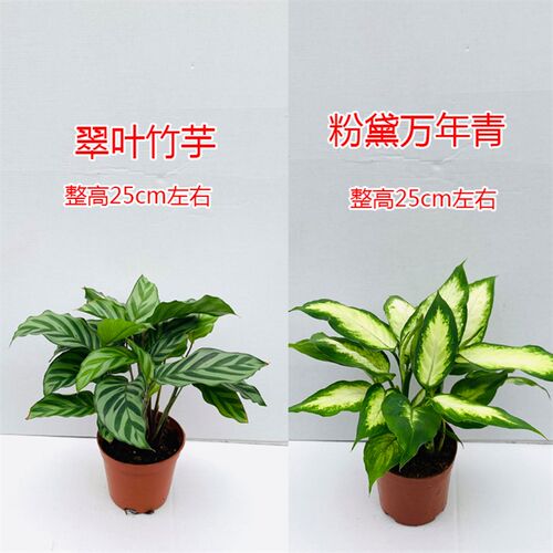 花叶粉黛万年青盆栽玛丽安银皇后植物室内花卉四季常青吸甲醛绿植