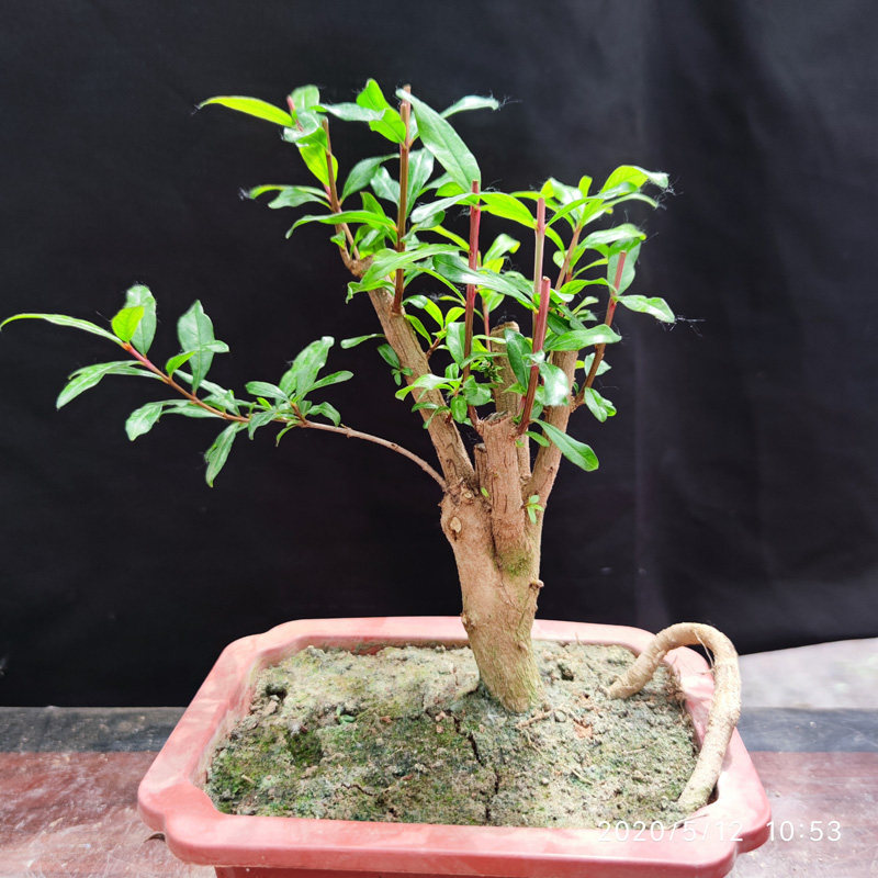 微小石榴树苗结果盆景提根造型小品素材花卉园艺绿植物矮霸桩盆栽