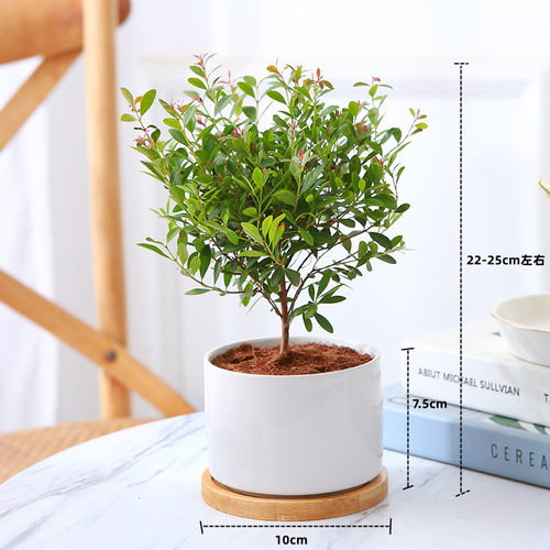 小叶赤楠盆栽办公室绿色植物四季常青桌面小型盆景观叶绿植小赤楠