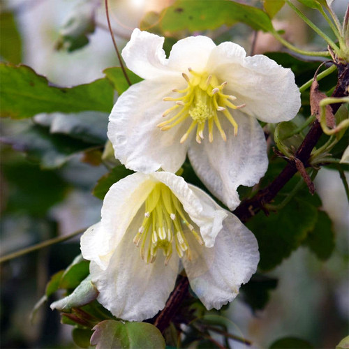 伟伟园艺 铁线莲铃儿响叮当 常绿冬季开花型 夏季会黄叶 攀援植物