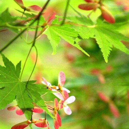 园林绿化苗庭院植物花卉日本红枫苗小叶鸡爪槭苗鸡爪枫苗风景树苗