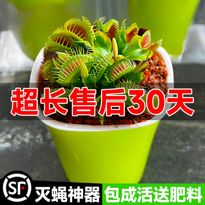 速发捕蝇草盆栽捕虫吃人食食食虫花卉植物驱蚊捕蚊虫蚊超大号趣味