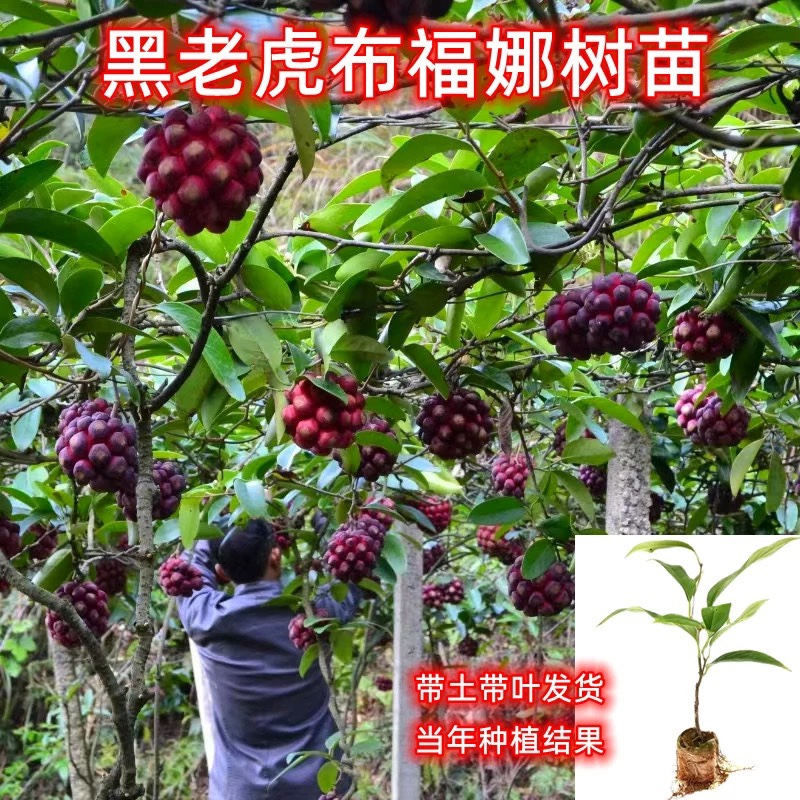 黑老虎果苗五味子布福娜大血藤酒饭团爬藤树苗抗霜冻南北方种带土