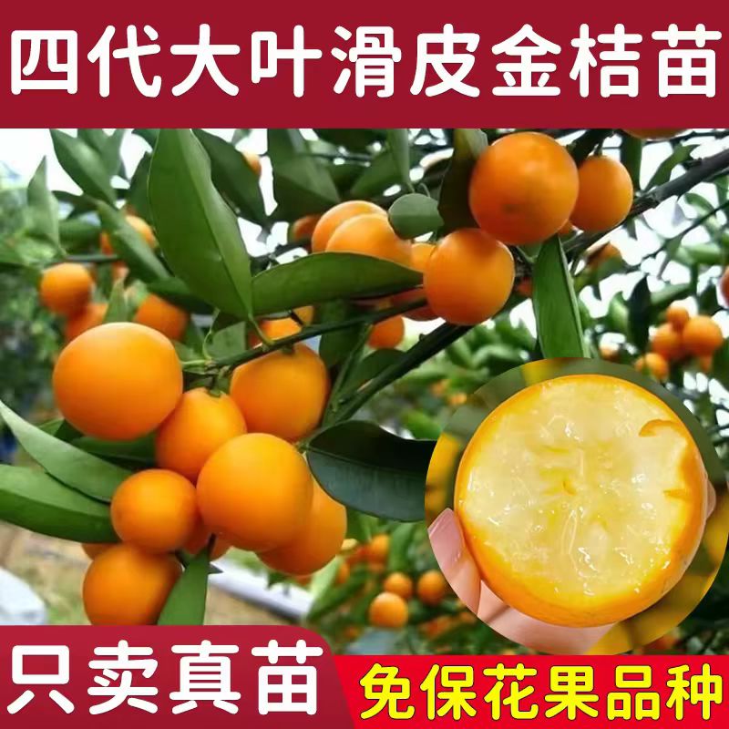 广西金桔苗第四代大叶滑皮脆皮嫁接地栽盆栽新品种脆蜜金桔果树苗