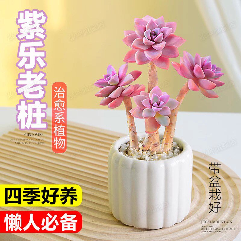 热销紫乐多d肉组合小盆栽精品老桩稀有品种名贵阳台好养活多肉植