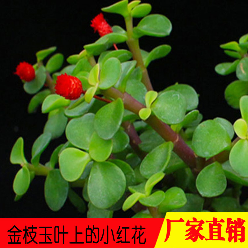 热销金枝玉叶小干花万重t山招财手多肉植物装饰小红花新款微型迷