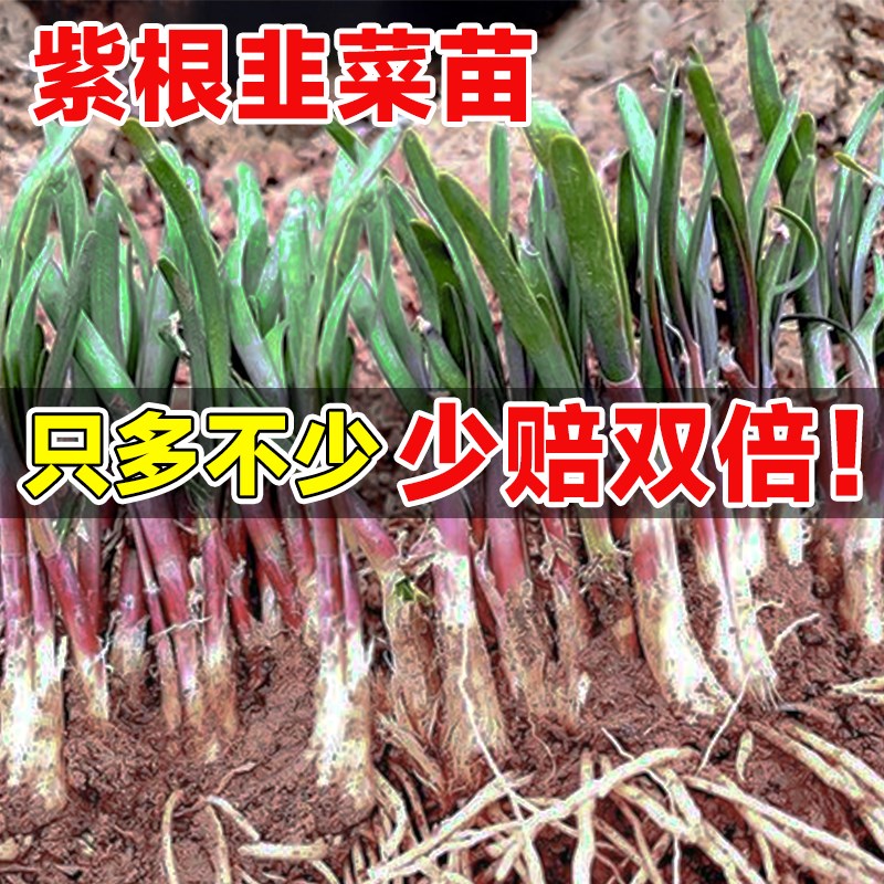 速发韭红根苗紫根菜跟粗宽叶大又壮土根儿四季老品种本地台蔬菜绿