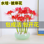 速发水外植物彼岸花华球盆栽曼珠沙种室内培红花石蒜曼陀罗花种