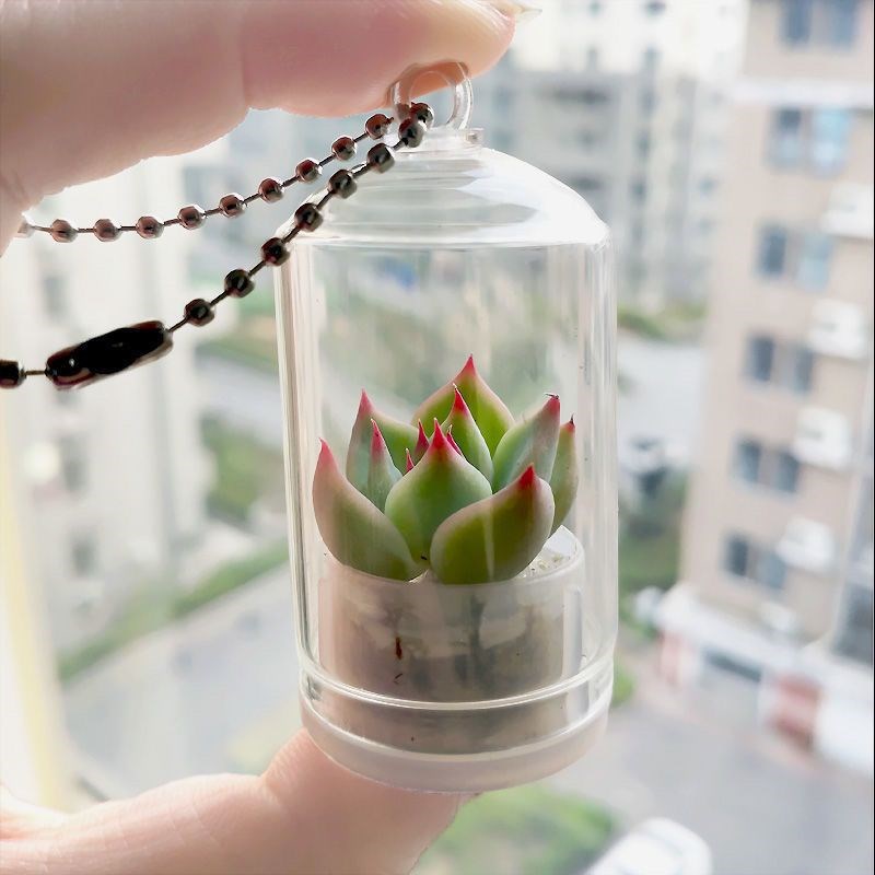 速发多肉绿栽侣试管绿色植物微缩景观迷你盆植挂件闺蜜情扣小礼物