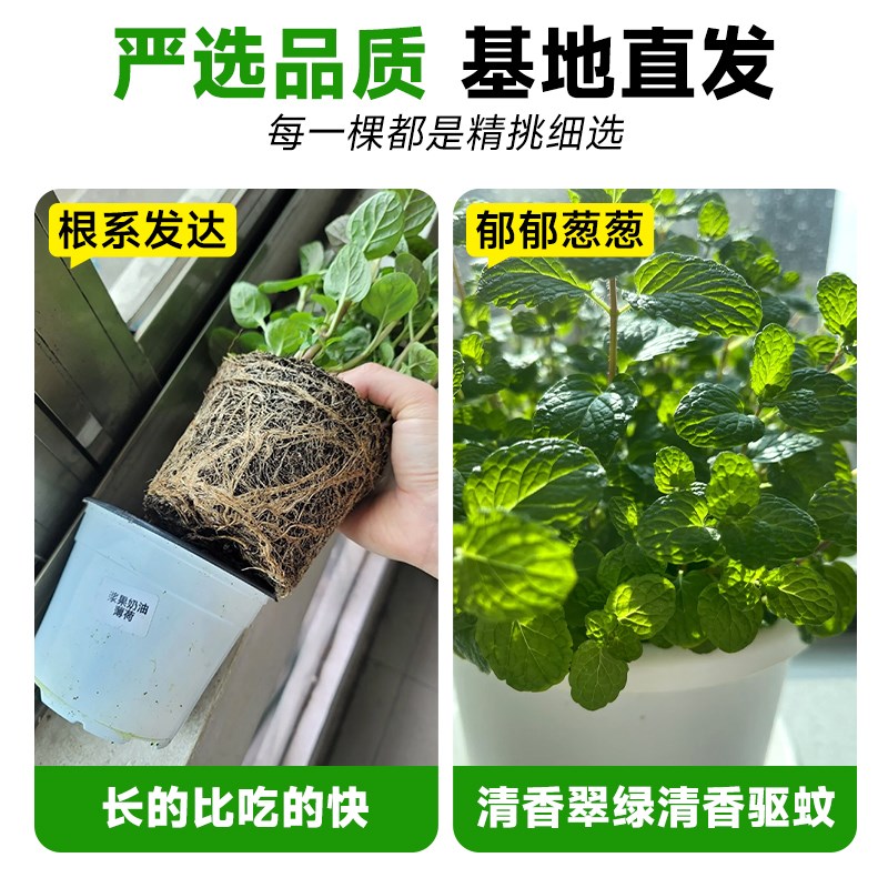 速发薄荷盆栽种植苗可食用室内水培植物猫薄荷叶适合懒人养的驱蚊