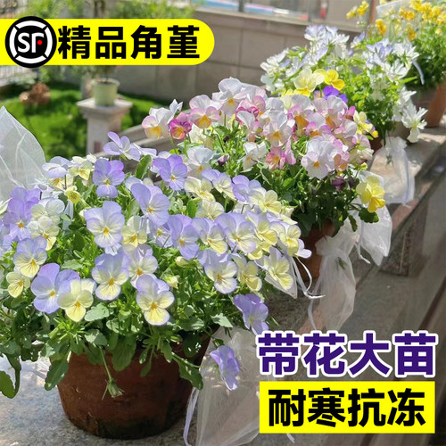 速发角堇花苗盆栽皱边三色瑾玫卉植红花瑰物草花室内台带花耐寒抗