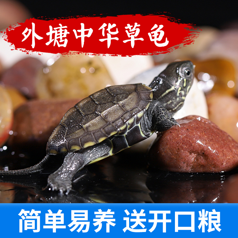 速发小乌龟活物鳄龟中华草龟墨龟招财龟观赏幼苗龟苗