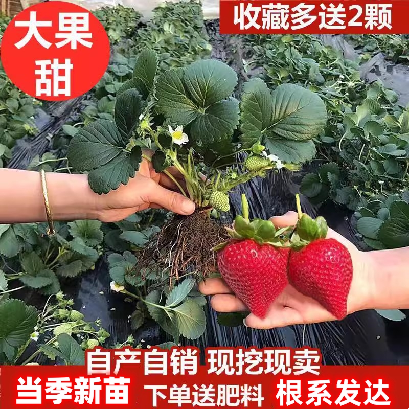 现货速发草莓苗四季盆栽食用红颜奶油丹东99草莓新苗秧种籽子带土