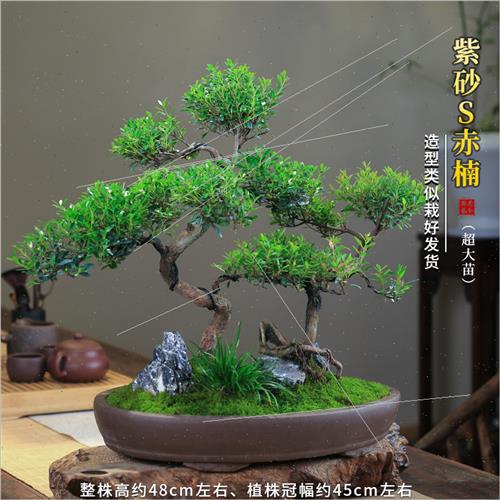 极速赤楠老桩盆景造型小叶植物客厅室H内桌面好养常绿庭院树桩送