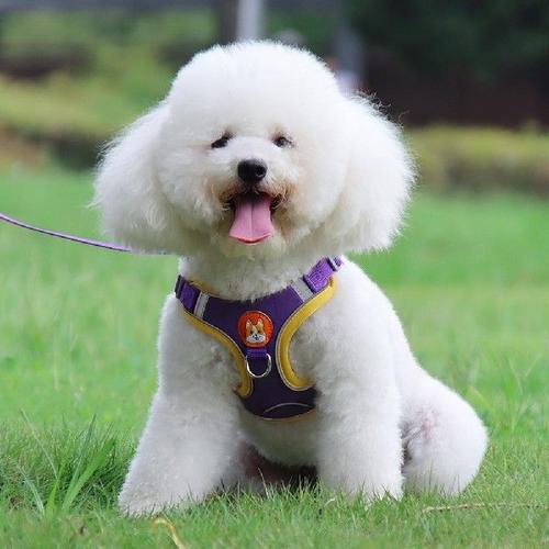 极速Useful Dog Lead Leash Dog Supplies Compact ComfortZable