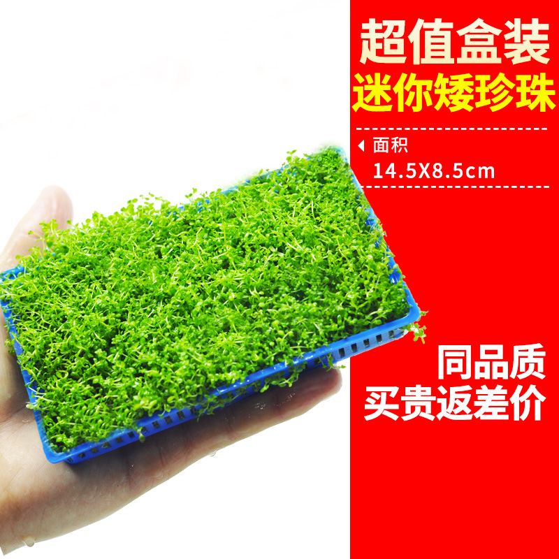 极速前景草爬f地矮珍珠鱼缸水草植物真草活净水阴性草新手无菌杯