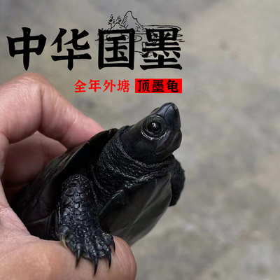 顶墨龟纯种全黑龟苗纯外塘中华公草龟小乌龟活物活体金线龟观赏龟