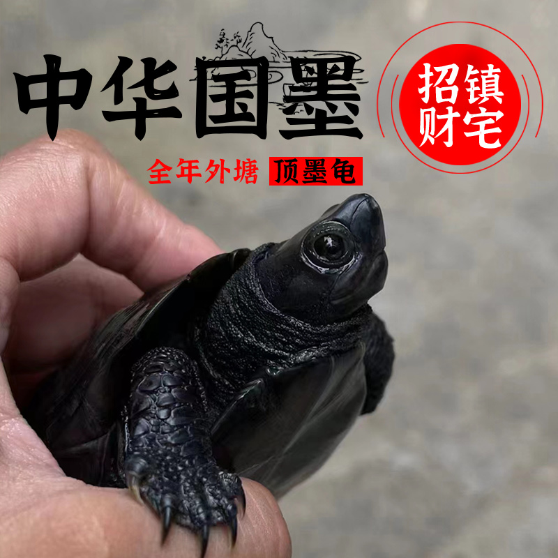 顶墨龟纯种全黑龟苗纯外塘中华公草龟小乌龟活物活体金线龟招财龟