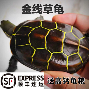纯种苏北金线草龟苗正宗中华草龟外塘黑腹大头草龟宠物小乌龟活物