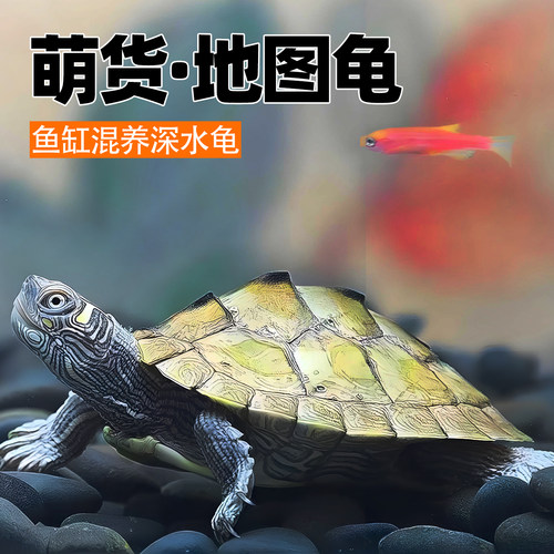 观赏龟地图深水龟鱼缸混养网红宠物小乌龟活物大个稀有观赏魔眼龟