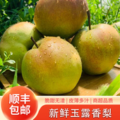 正宗山西玉露香梨5斤8斤脆甜香梨新鲜应季 包邮 水果礼盒装 顺丰