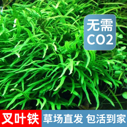极速ADA叉叶铁皇冠阴性水草丹B麦细叶铁鱼缸草缸造景绑沉木淡水中