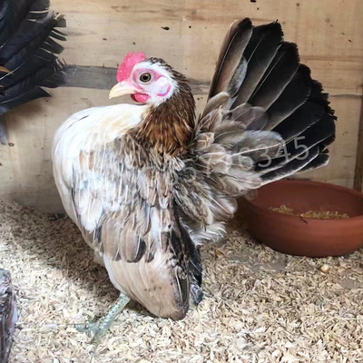 速发塞拉玛进口宠物鸡种蛋小玲珑微型观赏鸡受精蛋一枚装纯种容易