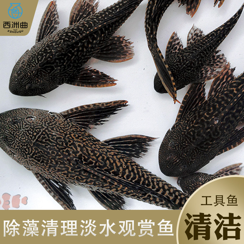 速发清道夫清缸清藻工鱼观赏热带淡水冷水专吃屎垃圾粪便鱼理洁类