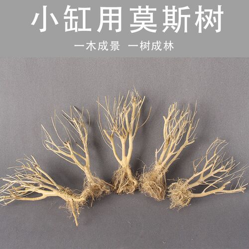 速发水景生态水族箱鱼缸造草装饰赤斯莫澜树 树林景观干枝枯木小