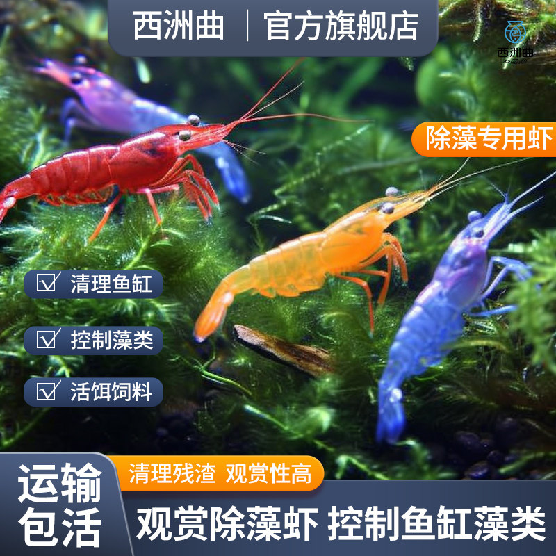 速发黑壳虾除藻虾赏活观鲜虾淡水虾虾极火虾水晶虾鱼缸清洁虾