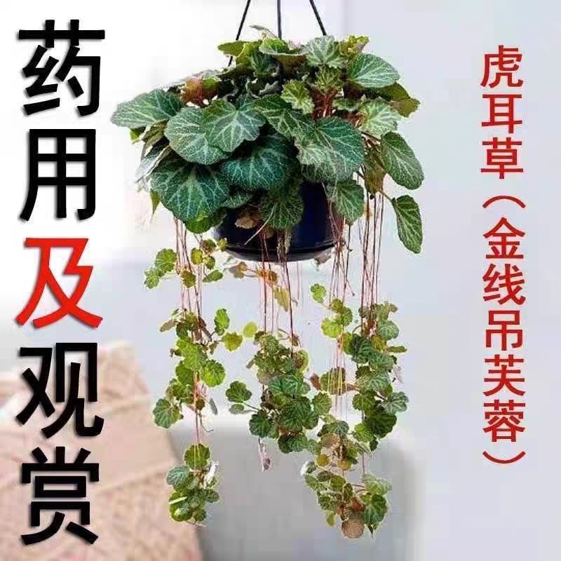 热销趴地矮珍珠草k小铜钱天胡荽金丝荷叶虎耳草万年薄雪微景观造