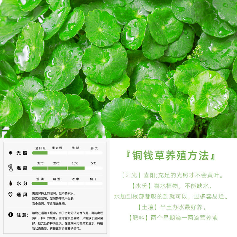 热销铜钱草盆景水培水养盆栽室内植物F招财桌面绿植花卉趣味转运