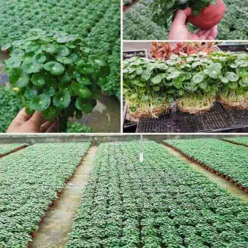 热销铜钱草水培物室内办公室桌面盆栽花植L卉四季常青绿植净化空