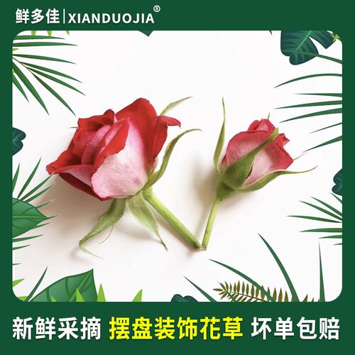 热销小玫瑰花朵新鲜月季花朵迷你玫瑰酒店西餐日料摆X盘装饰花草