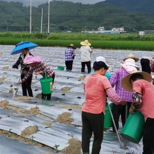 热销栽苗神器f打孔器西k瓜苗移栽机种菜工具农用烤烟种菜辣椒玉米