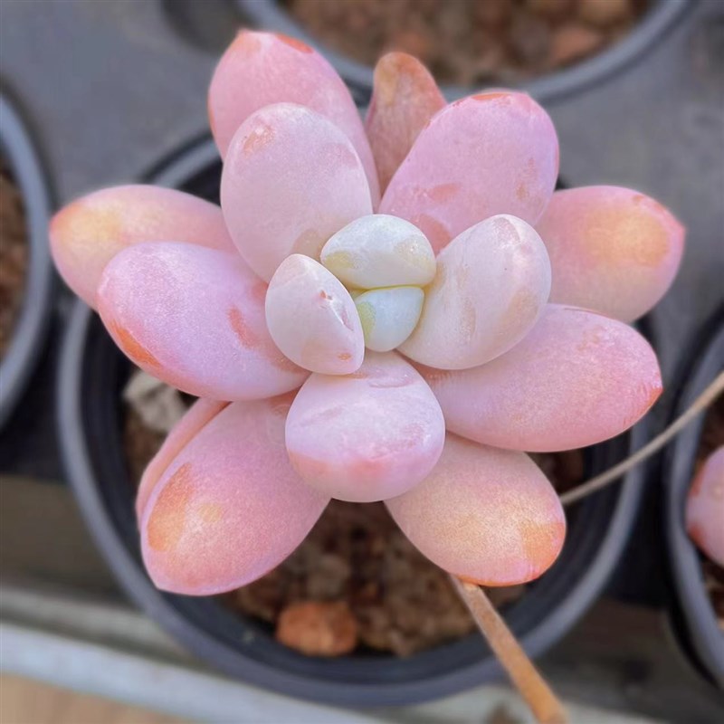 热销慢悠花房  雪美人  t精品多肉办公室阳台绿植园艺盆栽花卉庭