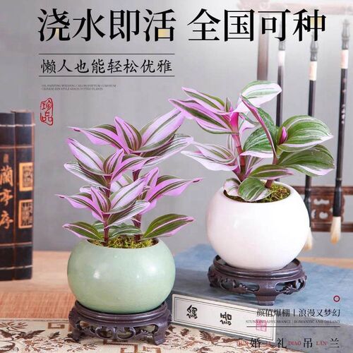 热销油画c婚礼吊兰盆栽迷你小盆景水培植物办公室内桌面禅意绿植