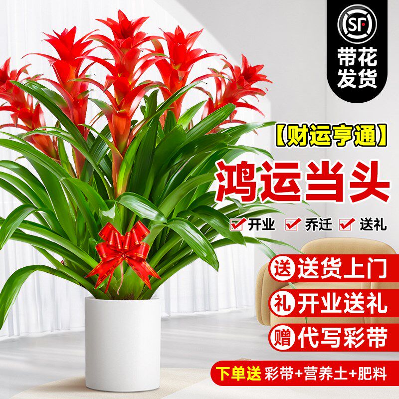 速发鸿运当头盆栽带花落厅办公室内开地大型绿植乔迁客业送礼花卉