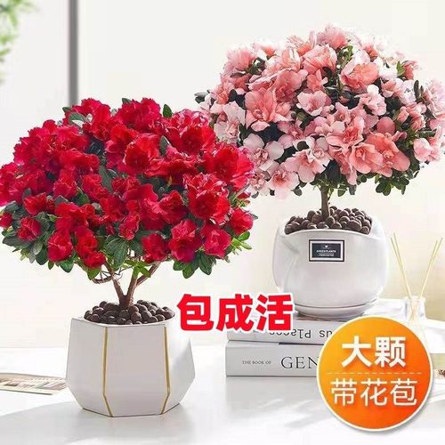 速发盆栽花卉苞物室内台四季开带花花植绿植好养易活