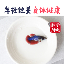极速泰国母斗鱼观赏鱼抱卵可群养繁殖半月仙女浅Q粉色系1对1可挑